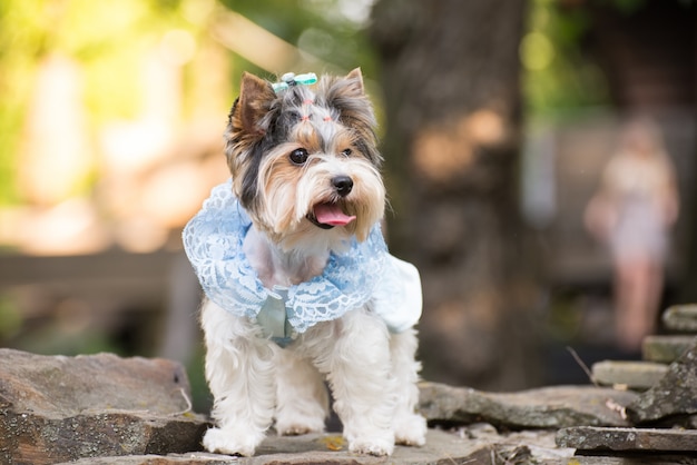 Kleiner Hund in Kleidung auf einem Spaziergang.