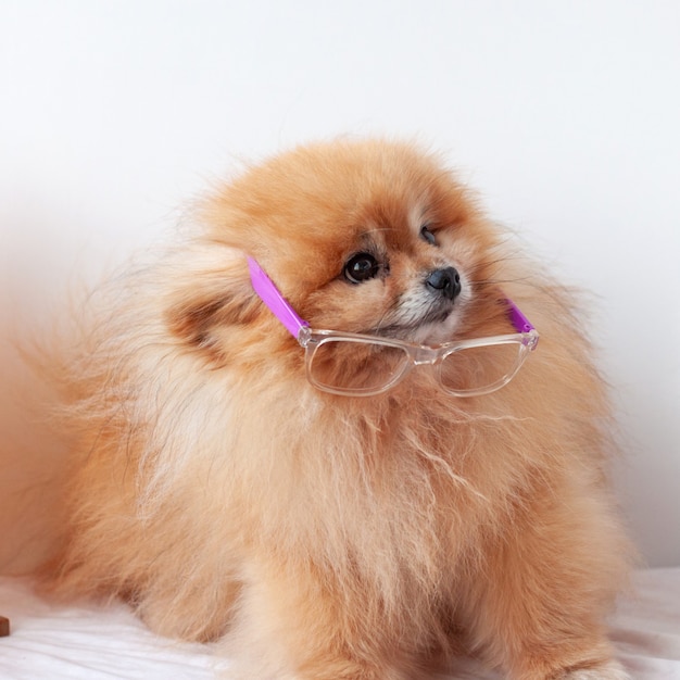 Kleiner Hund pommersche orange Farbe sitzt auf weißem Hintergrund mit Brille, Brille nach unten geschoben, Spitz schaut weg.