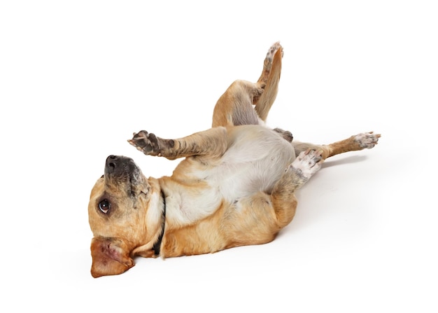 Kleiner Hund rollt auf den Rücken