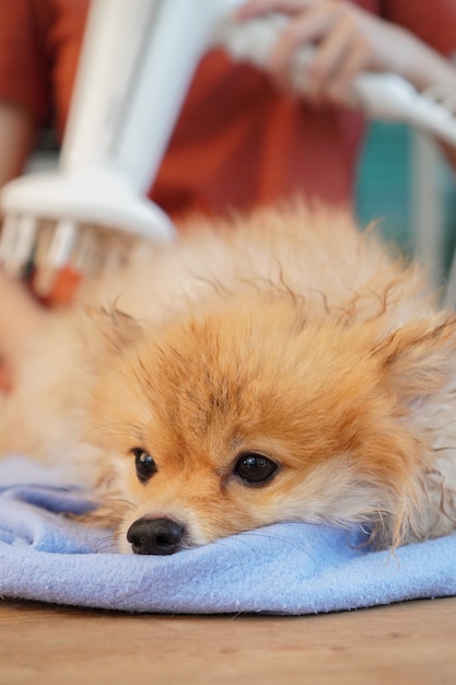 Kleiner Hund sitzt auf einem Holztisch und trocknet Hundehaar mit blauem Absorptionstuch und Fön ab