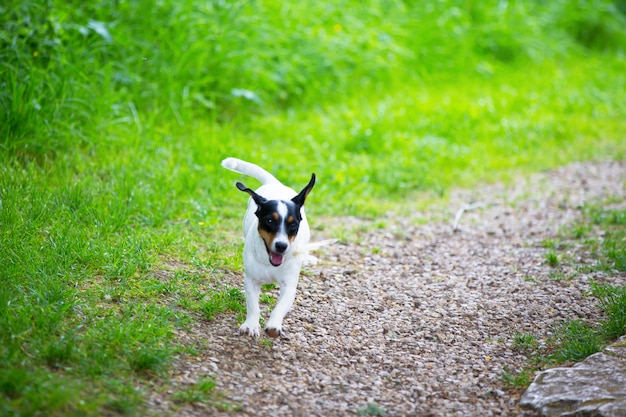 Kleiner Hund spielt auf einer grünen Wiese