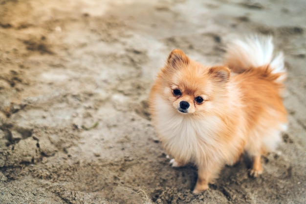 Kleiner Hund Spitz, der auf dem Sand steht