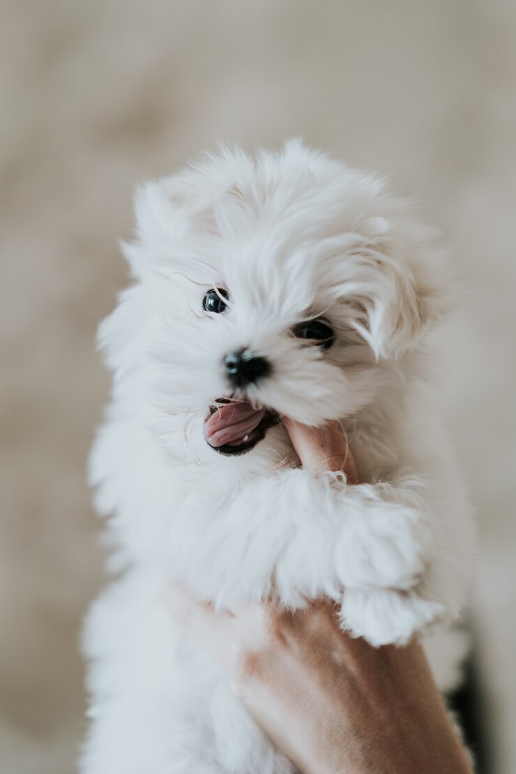 Foto kleiner hund welpe