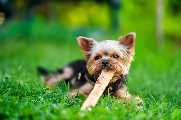 Kleiner Hund Yorkshire Terrier auf dem grünen Gras draußen spazieren gehen