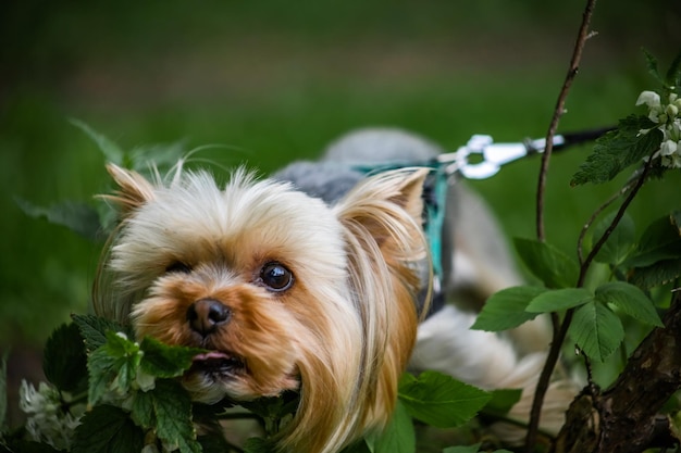 Kleiner Hund Yorkshire Terrier frisst Grasnessel