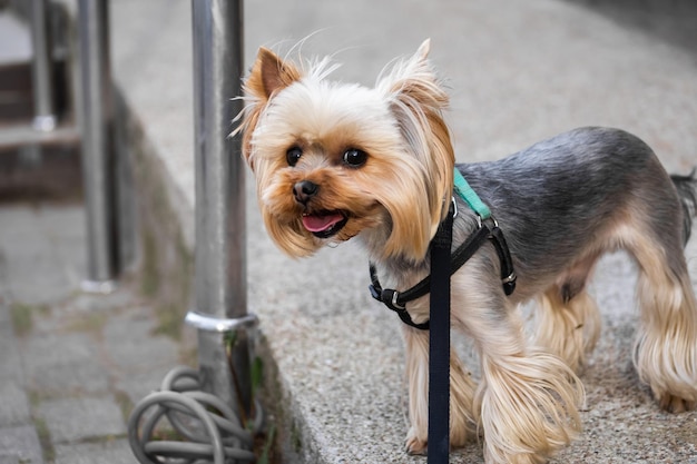 Kleiner hund yorkshire terrier wartet auf den besitzer im geschäft im hundepark