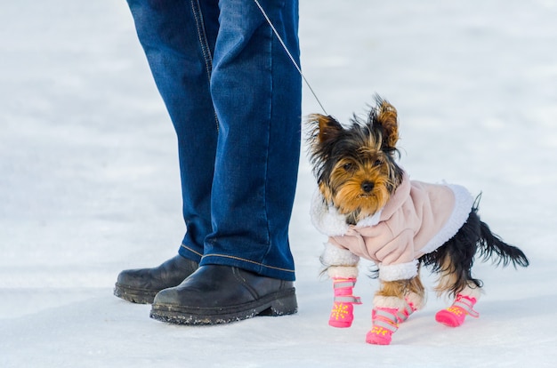 Kleiner Hund Yorkshires Terrier und sein Inhaber im Schneewinterhintergrund