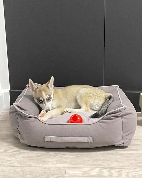 Kleiner Husky der Rasse Alaskan Klee Kai schläft