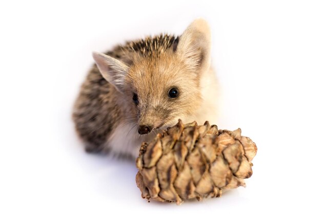 Foto kleiner igel auf weißem hintergrund