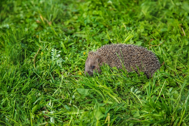 Kleiner Igel in der Natur. Tiere.