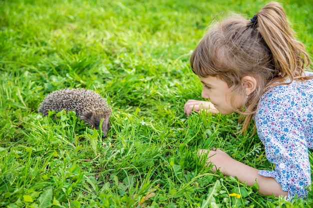 Kleiner Igel in der Natur. Tiere.