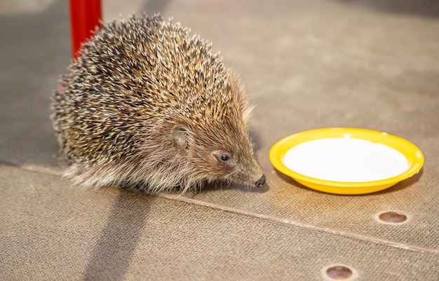 Kleiner Igel in der Natur. Tiere.