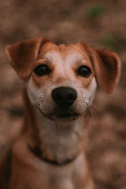 Kleiner Ingwerhund im Wald