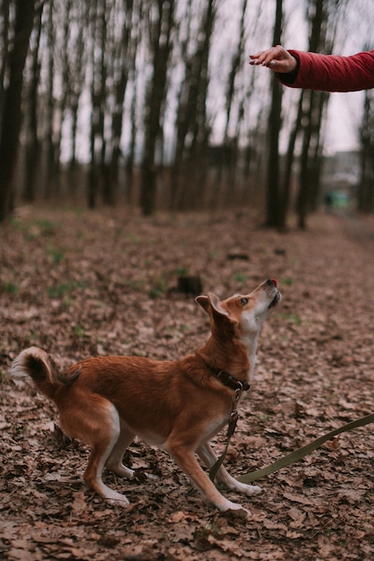 Kleiner Ingwerhund im Wald