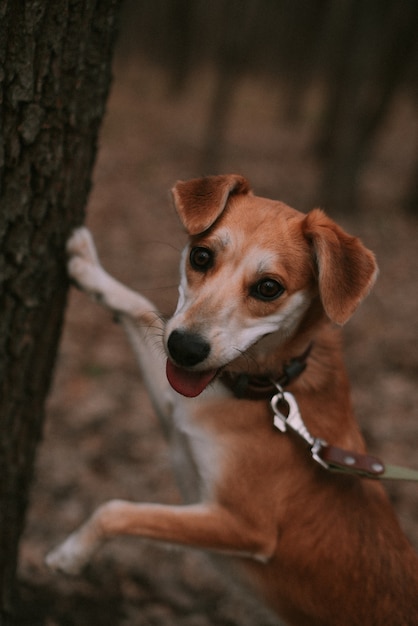 Kleiner Ingwerhund im Wald