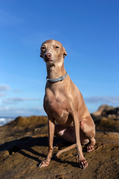 Kleiner italienischer Windhundhund im Strand