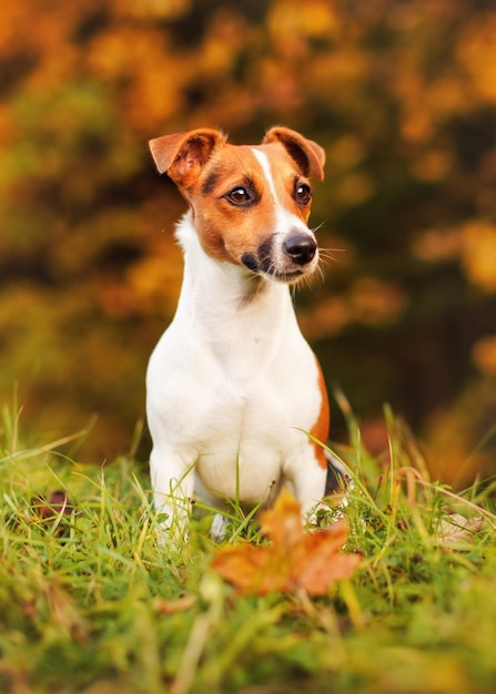 Kleiner Jack-Russell-Terrier, der im Herbst auf der Wiese sitzt, gelb und orange verschwommener Baumhintergrund