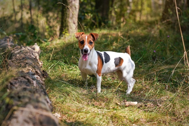 Kleiner Jack-Russell-Terrier, der im Wald neben Holzklotz steht und aufmerksam aussieht, die Zunge heraus, verschwommener Baumhintergrund