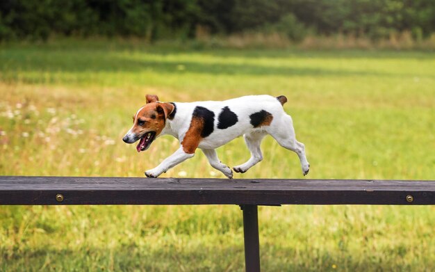 Kleiner Jack-Russell-Terrier-Hund, der beim Agility-Training über ein hohes Rampenhindernis aus Holzbrücke läuft, verschwommene Wiese im Hintergrund.