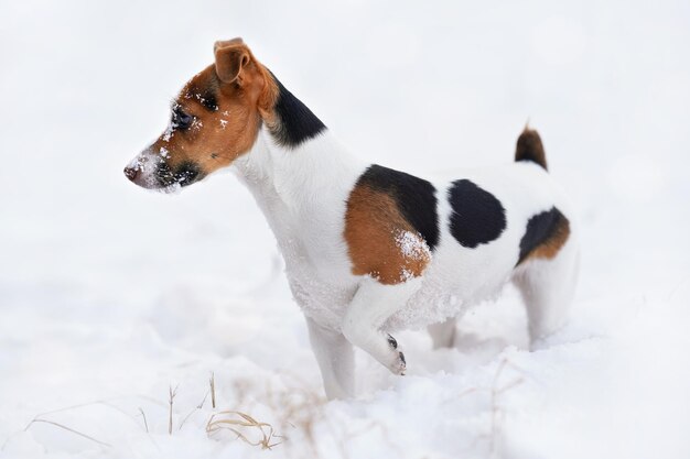 Kleiner Jack Russell Terrier Hund, der im Winter auf schneebedecktem Boden spaziert, Blick von der Seite, ihr Gesicht mit weißen Kristallen bedeckt