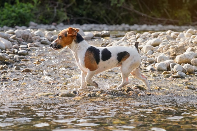 Kleiner Jack Russell Terrier Hund geht an sonnigen Tagen im seichten Flusswasser spazieren, verschwommener Baumhintergrund.