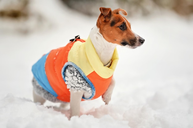 Kleiner Jack Russell Terrier Hund in leuchtend orangefarbener, gelber und blauer Winterjacke, die auf schneebedecktem Boden steht.
