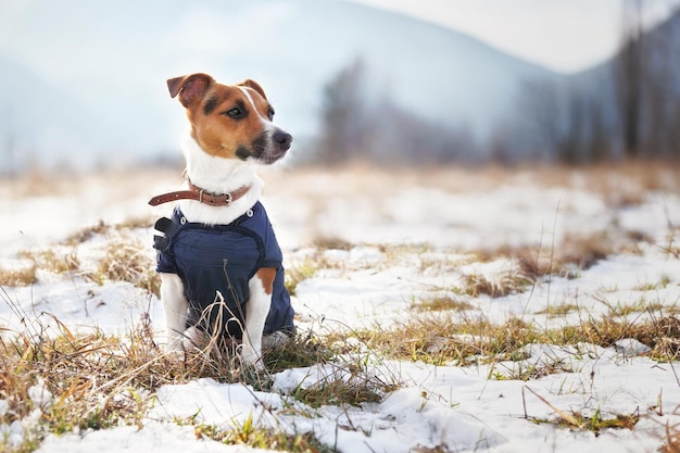 Kleiner Jack Russell Terrier im Wintermantel sitzt auf gefrorenem Boden mit Schneeflecken an kalten sonnigen Januartagen, verschwommenen Bäumen und Berghintergrund