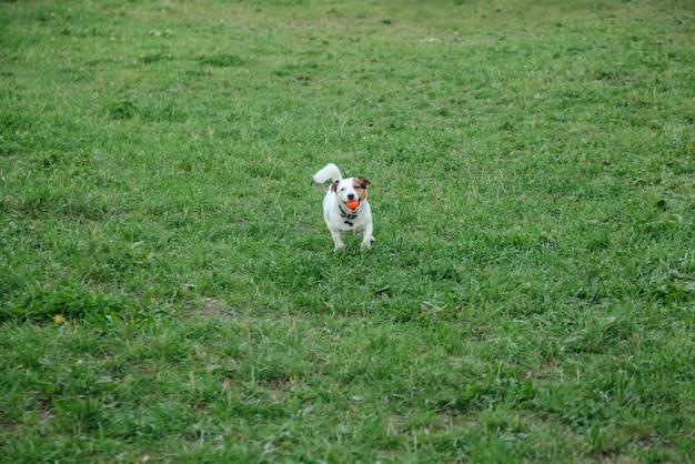 Kleiner Jack Russell Terrier läuft auf grünem Gras im Naturpark