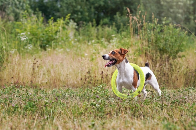 Kleiner Jack-Russell-Terrier, mit herausgestreckter Zunge, aufmerksam schauend, spielt mit gelber Wurfscheibe, die sie am Hals trägt, Ansicht von der Seite.