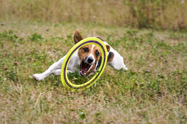 Kleiner Jack Russell Terrier spielt mit Wurfscheibe und jagt ihn auf der Wiese.