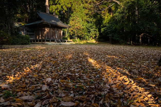 Kleiner japanischer Holztempel in einer Waldlichtung voller trockener Blätter.