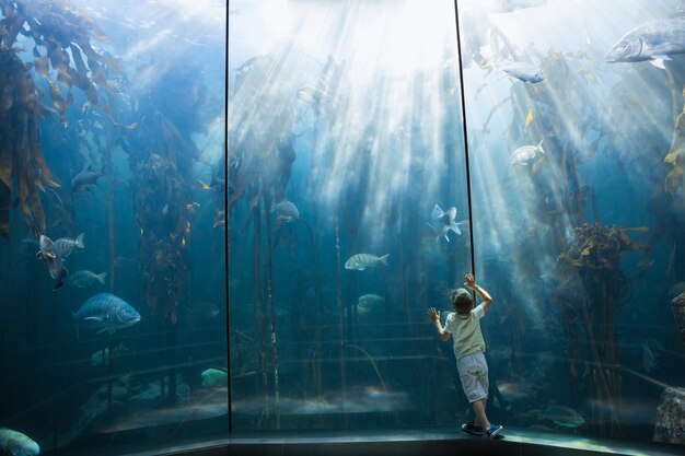 Kleiner Junge, der Aquarium betrachtet