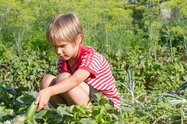 Kleiner Junge, der Gurken im Garten erntet