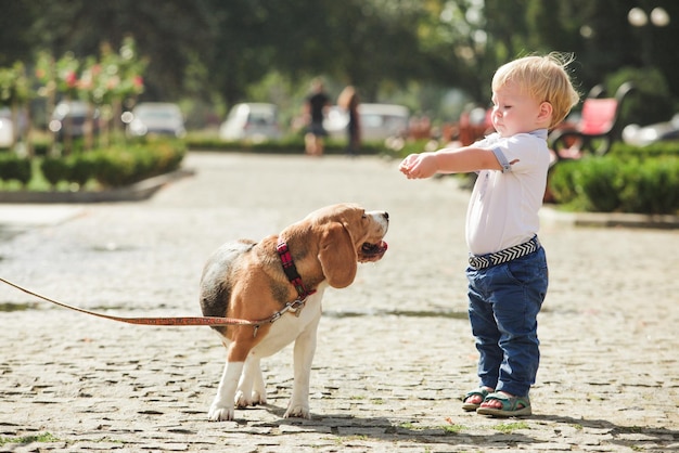 Kleiner Junge füttert den Beagle-Hund beim Gehen