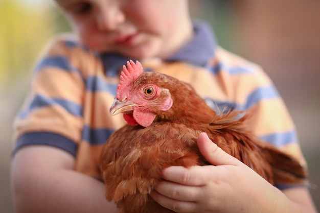 Foto kleiner junge hält und kuschelt isa brown huhn