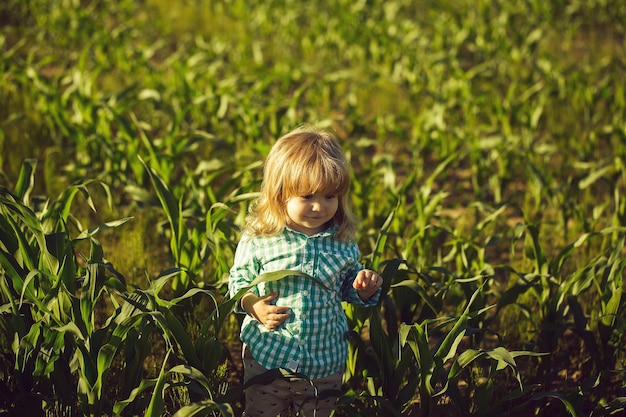 Kleiner Junge im grünen Feld von Mais oder Mais