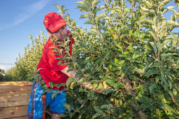 Kleiner Junge in rotem Hemd und Mütze pflückt Äpfel und hört Musik mit roten Kopfhörern Landwirtschaftliches Konzept