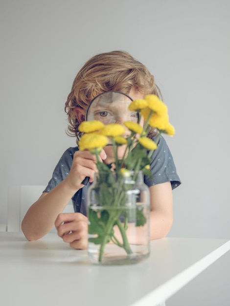 Kleiner Junge mit blonden Haaren erforscht gelbe Chrysanthemenblüten mit einer Lupe, die er in Augennähe hält, während er am Tisch vor einer weißen Wand sitzt
