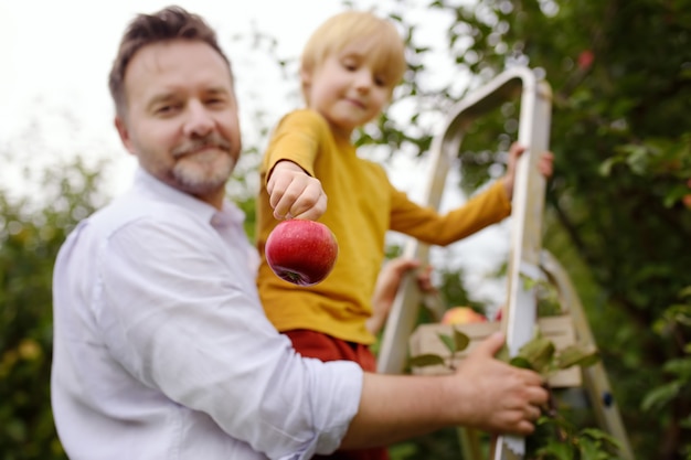 Foto kleiner junge mit seinem vater, der äpfel im obstgarten pflückt. konzentrieren sie sich auf großen roten apfel in der hand des kindes.