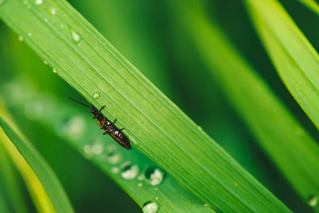 Kleiner Käfer Cerambycidae auf klarem glänzendem grünem Gras mit Tautropfennahaufnahme