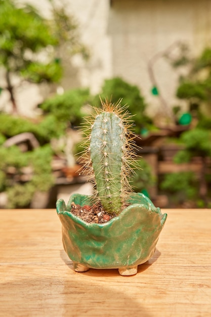 Kleiner Kaktus im Botanischen Garten