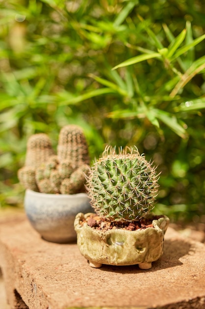 Kleiner Kaktus im Botanischen Garten