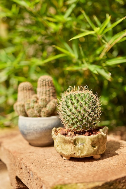 Kleiner Kaktus im Botanischen Garten