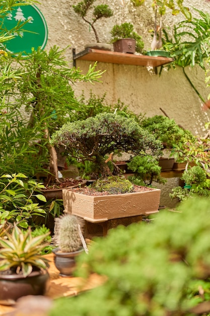 Kleiner Kaktus im Botanischen Garten