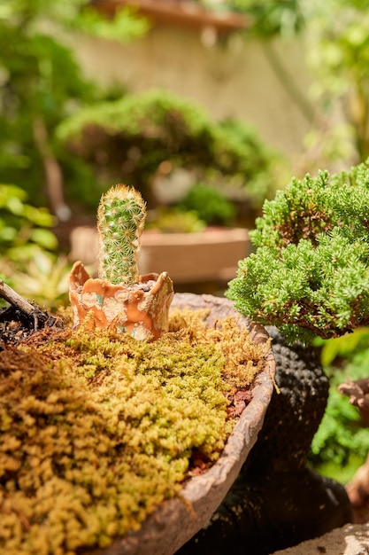 Kleiner Kaktus im Botanischen Garten