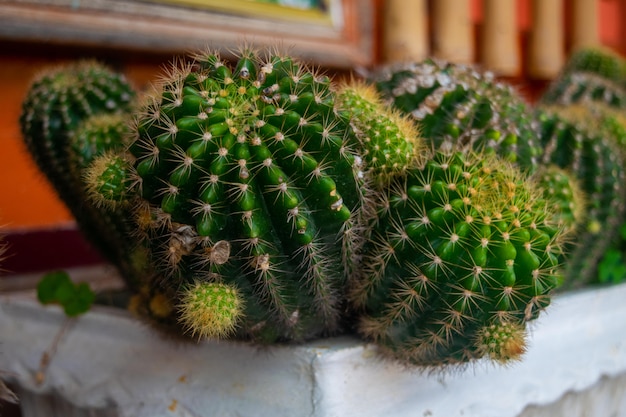 Foto kleiner kaktus im garten