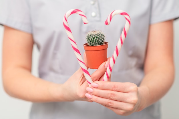 Kleiner Kaktus im Topf mit Weihnachtsbonbons in den Händen der Ärztin oder der Kosmetikerin