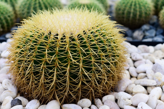 Kleiner Kaktus zum Pflanzen im Garten