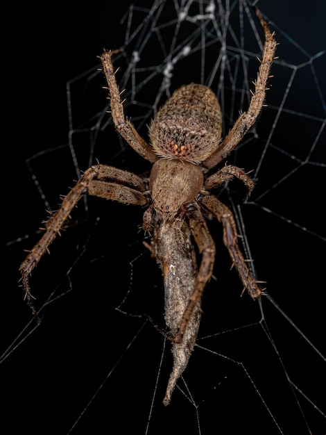 Kleiner klassischer Orbweaver der Familie Araneidae