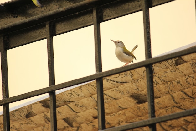 Foto kleiner kleiner vogel